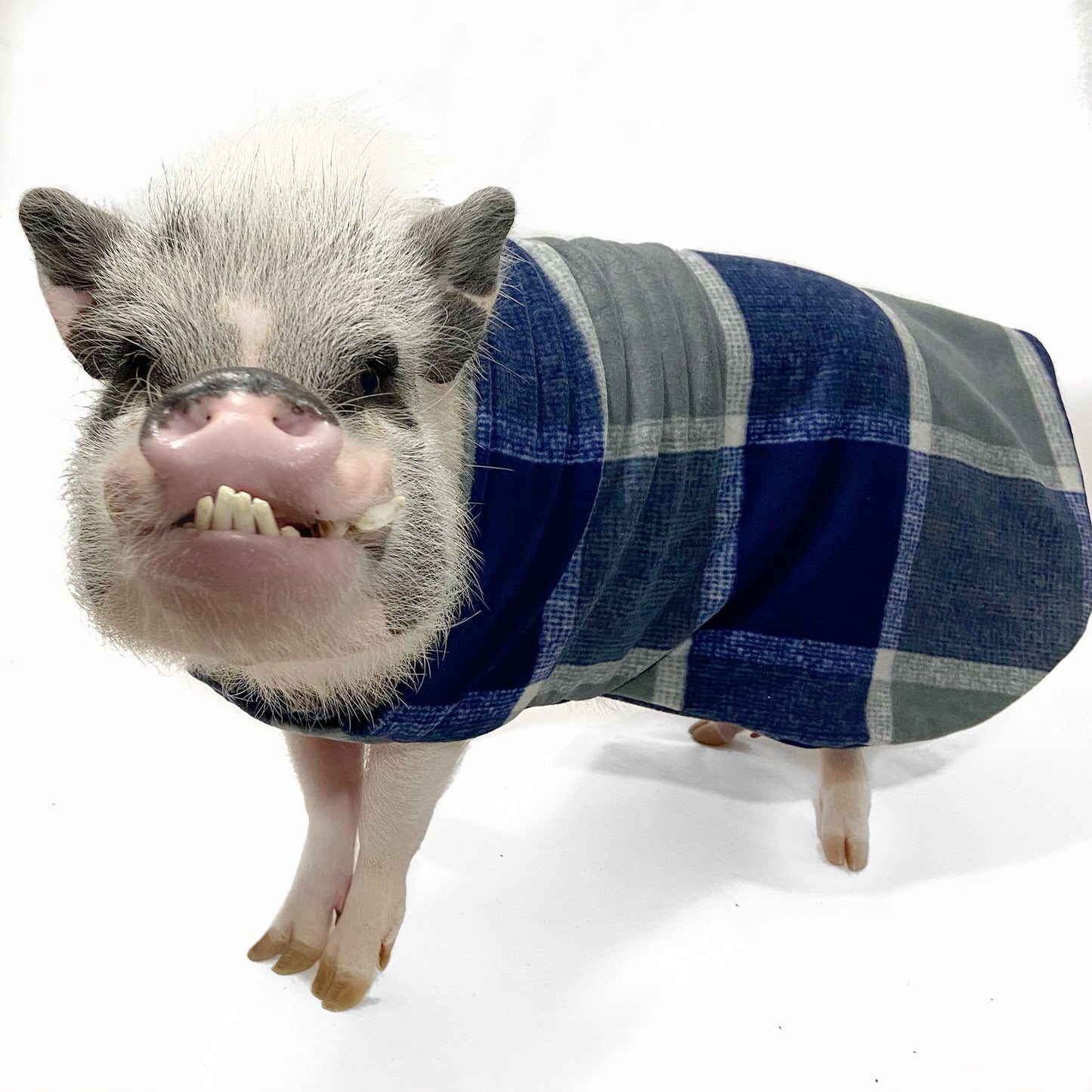 Custom Pig Sweater Embroidered Pet Name - Double Layer Mini Pig Coat with Leash Hole for Potbelly Pigs, Hogs, Kune Kunes & Boar Clothing