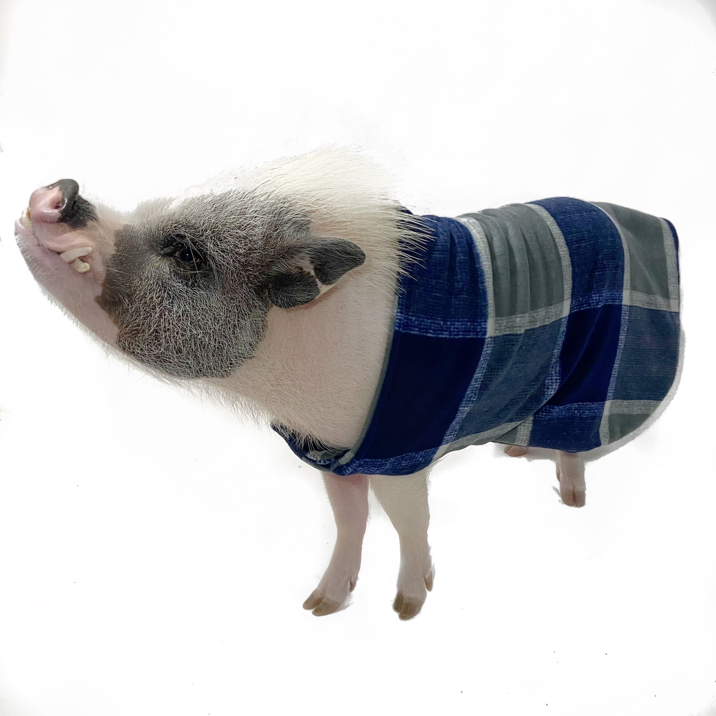 Fleece Strap Sweater Double Layer Pig Coat with Leash Hole - Mini Pig Clothes, Warm Winter Jacket, Clothing for Potbelly Pigs, Hogs, & Boars