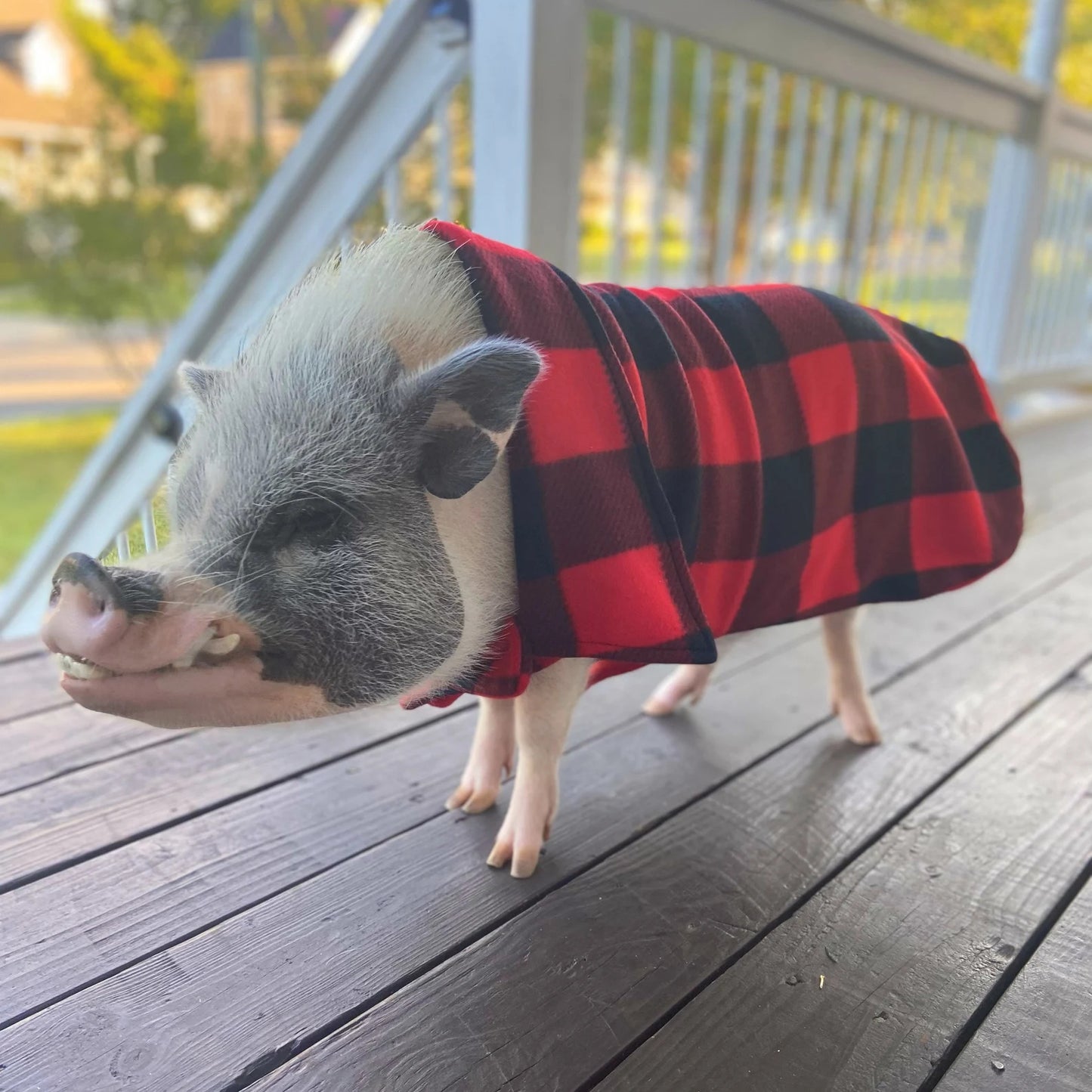 Red Buffalo Plaid Checker Cozy Fleece Pig Sweater, Mini Pig Coat, Warm Plush Jacket, Pet Clothing for Potbelly Pigs, Hogs, & Boar Clothes