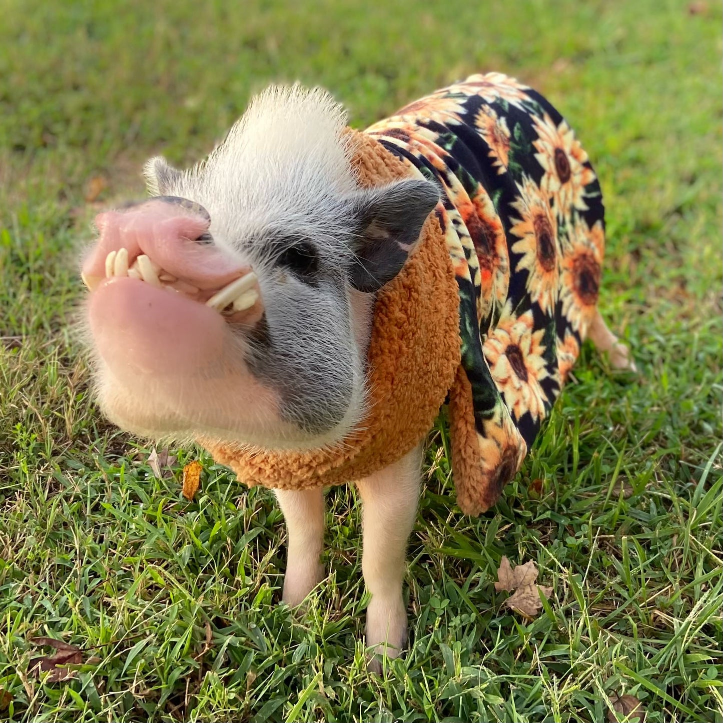 Perfect Pig Pet Sweater Handmade with Sherpa Collar, Fleece, and Belly Strap, Mini Pig Clothes for Potbelly Pigs, Kune Kune and Guinea Hogs