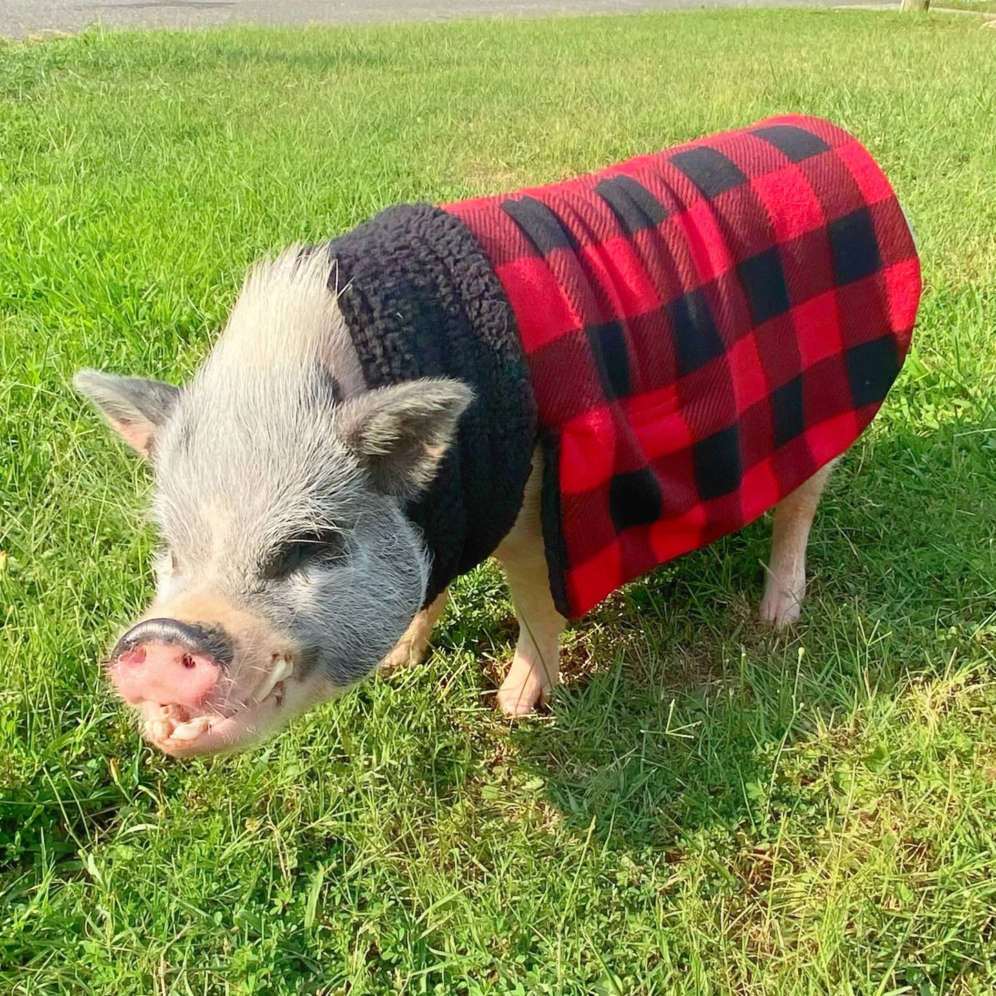 Red Buffalo Plaid Checker Cozy Fleece Pig Sweater, Mini Pig Coat, Warm Plush Jacket, Pet Clothing for Potbelly Pigs, Hogs, & Boar Clothes
