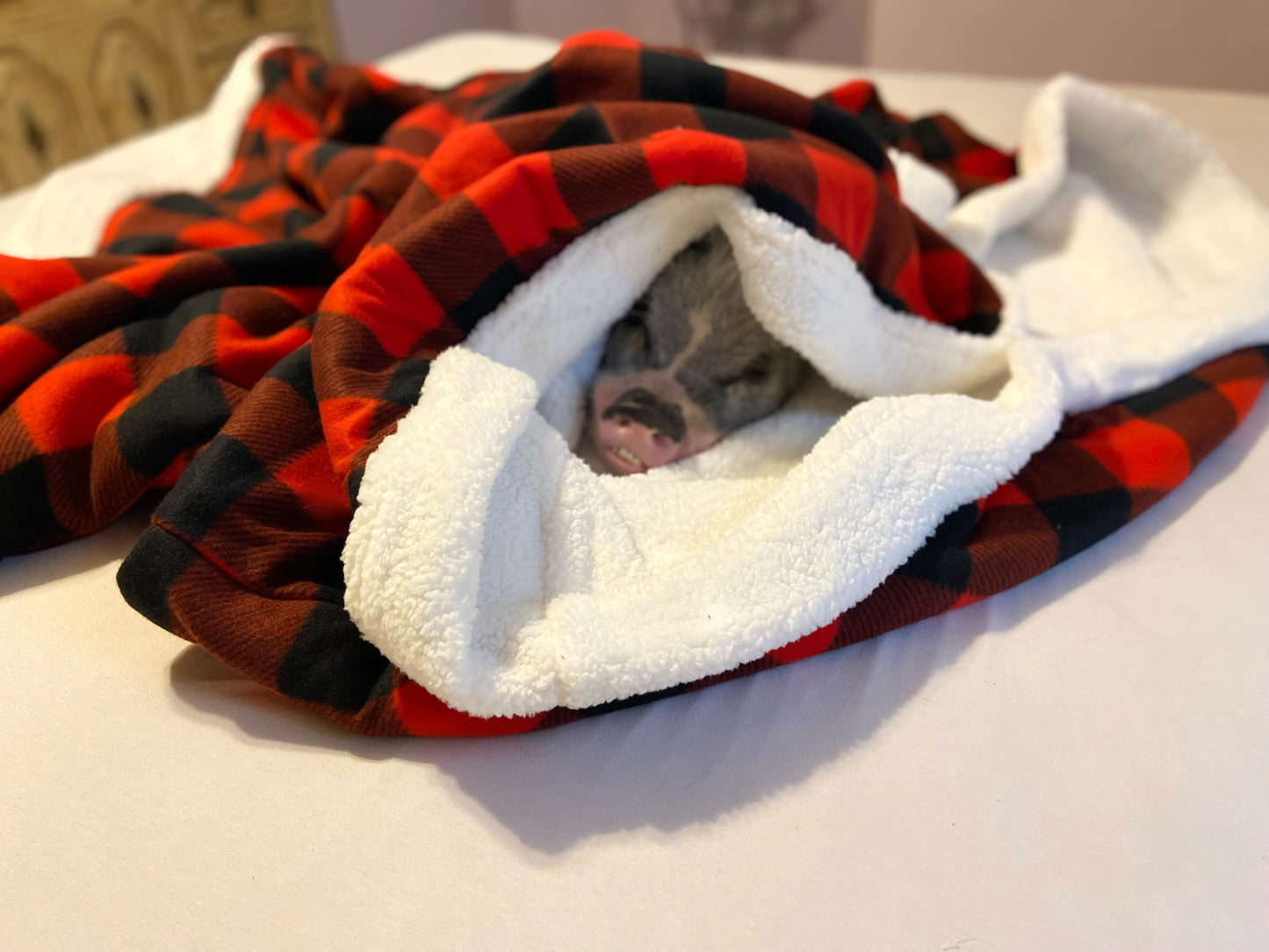 Pig in a Blanket Rooting Tunnel Blanket