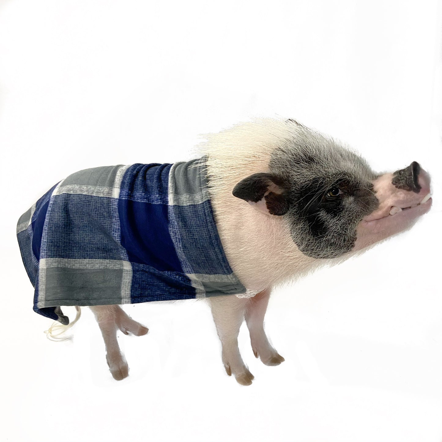 Custom Embroidered Easy-on Elastic Cloak Pet Sweater, Mini Pig Clothes