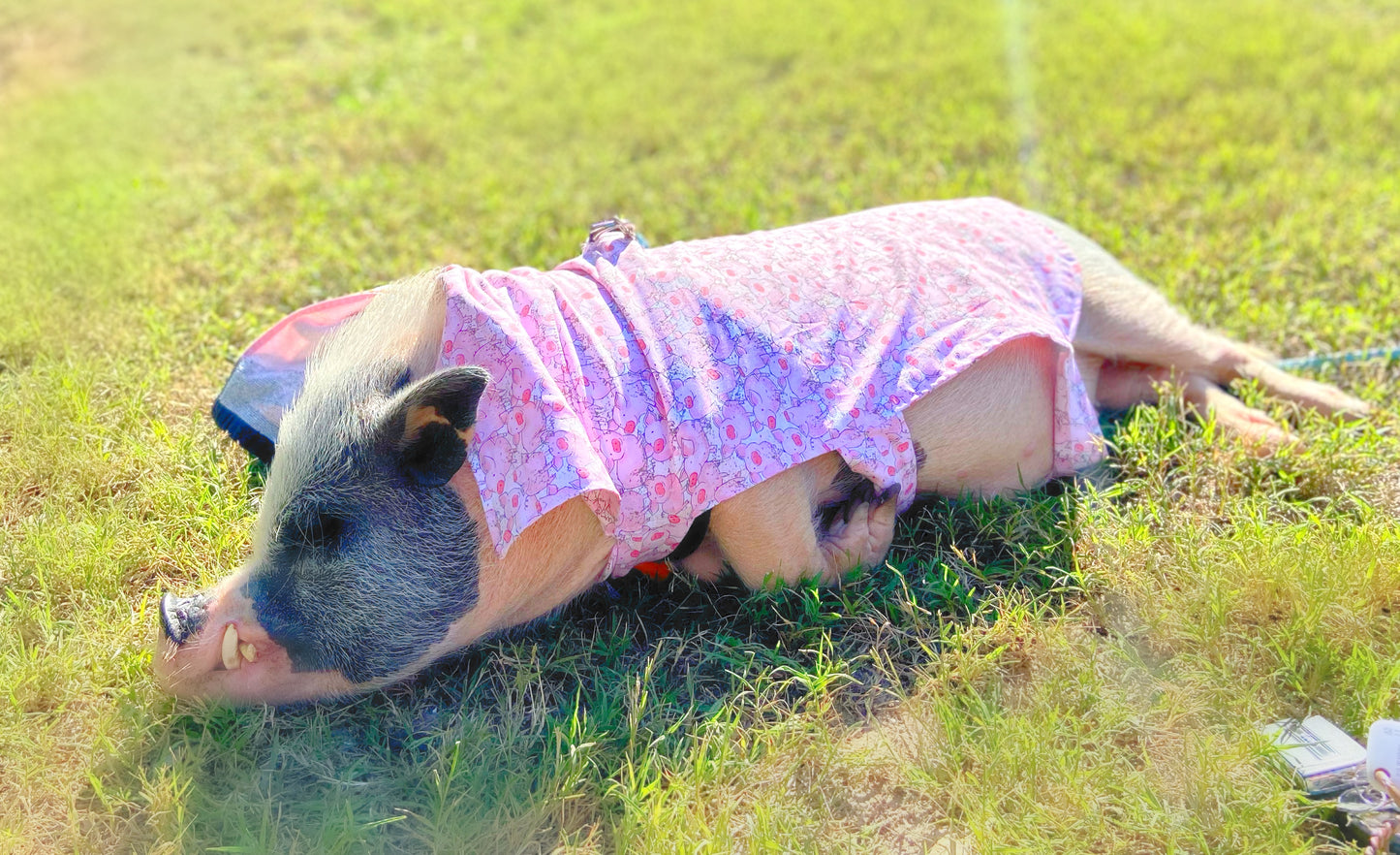 Piggy Print Pig Shirt or Dress for Spring, Summer and Fall! Muddy Pigs Mini Pig Clothes, Clothing for Potbelly Pigs, Hogs, & Boars