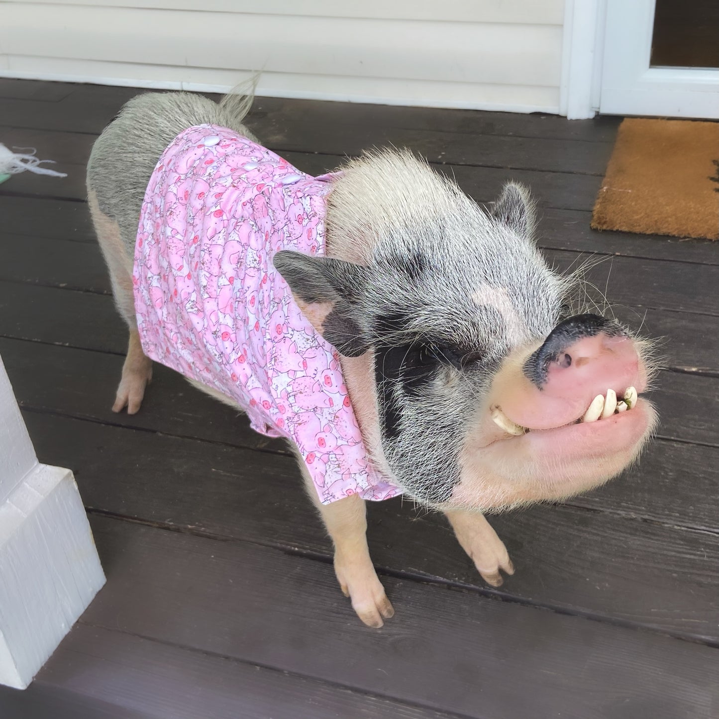 Piggy Print Pig Shirt or Dress for Spring, Summer and Fall! Muddy Pigs Mini Pig Clothes, Clothing for Potbelly Pigs, Hogs, & Boars