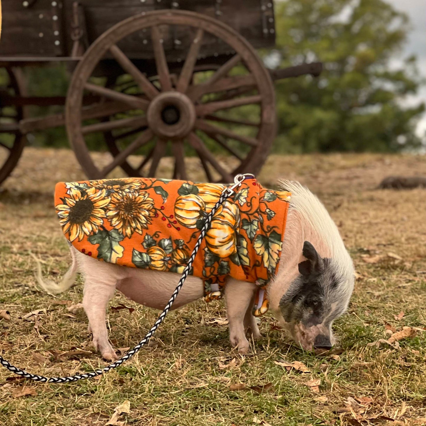 Pumpkin Patch Fleece Pet Pig Sweater, Mini Pig Coat, Warm Plush Jacket, Shirt, Clothing for Potbelly Pigs, Hogs, & Boar Clothes