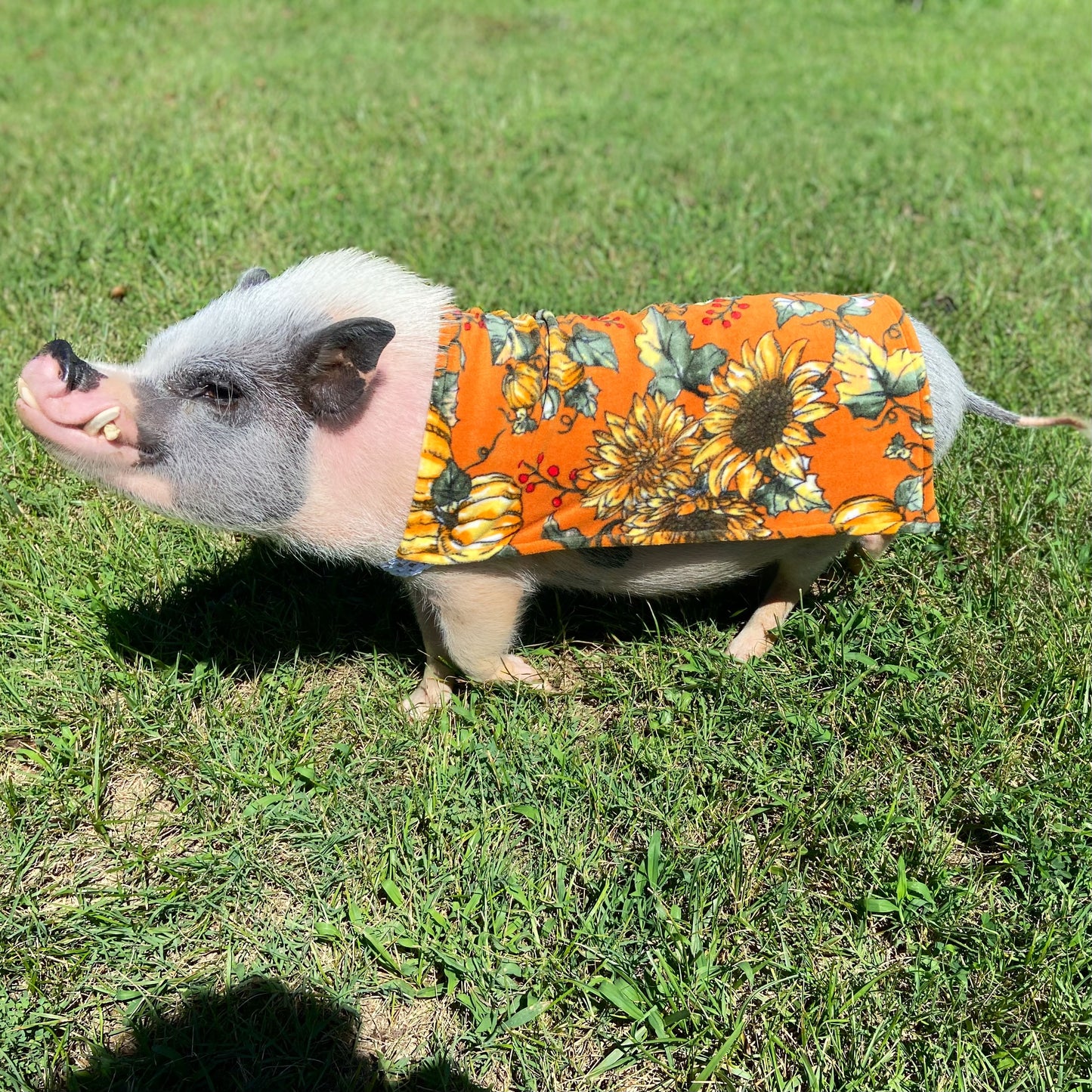 Pumpkin Patch Fleece Pet Pig Sweater, Mini Pig Coat, Warm Plush Jacket, Shirt, Clothing for Potbelly Pigs, Hogs, & Boar Clothes