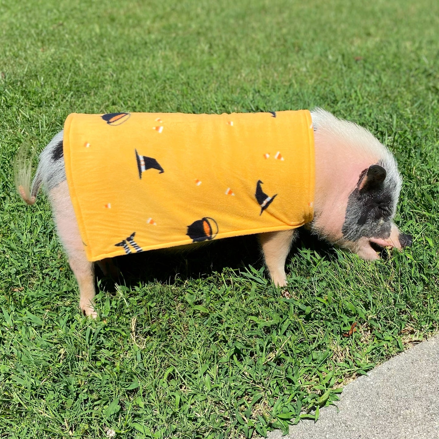 Candy Corn Witch Pig Halloween Fleece Pet Sweater, Mini Pig Coat, Warm Plush Jacket, Shirt, Clothing for Potbelly Pigs, Hogs, & Boar Clothes