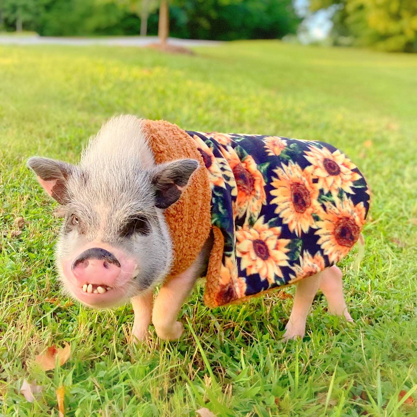 Sunflower Cozy Fleece Pet Pig Sweater, Mini Pig Coat, Warm Plush Jacket, Pet Clothing for Potbelly Pigs, Hogs, & Boar Clothes