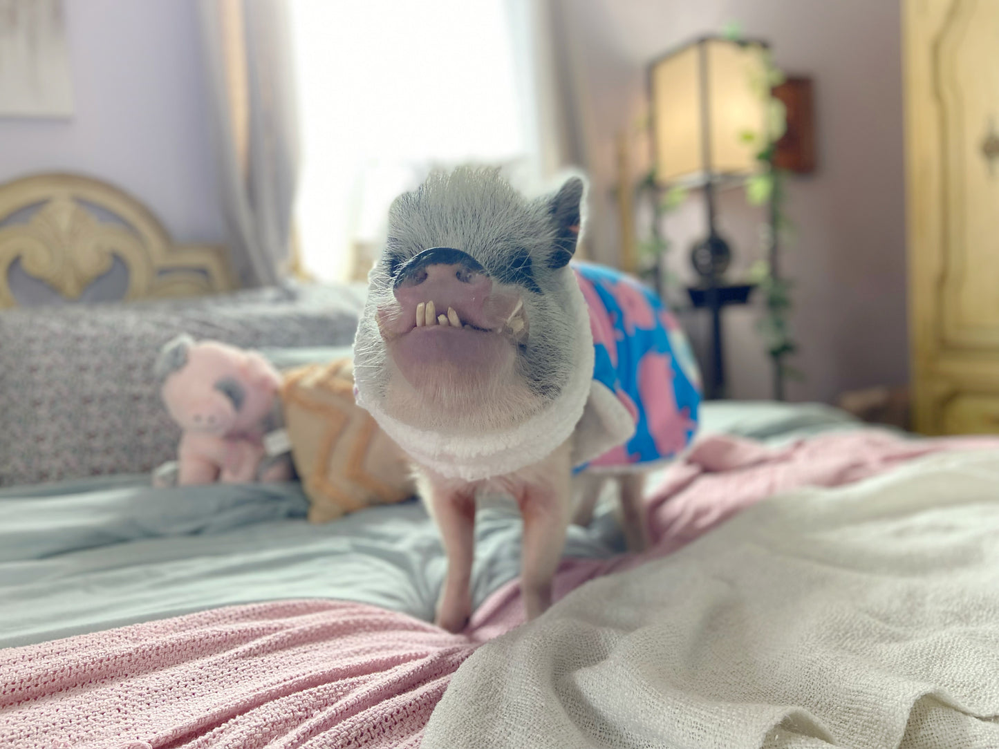 Perfect Pig Pet Sweater Handmade with Sherpa Collar, Fleece, and Belly Strap, Mini Pig Clothes for Potbelly Pigs, Kune Kune and Guinea Hogs