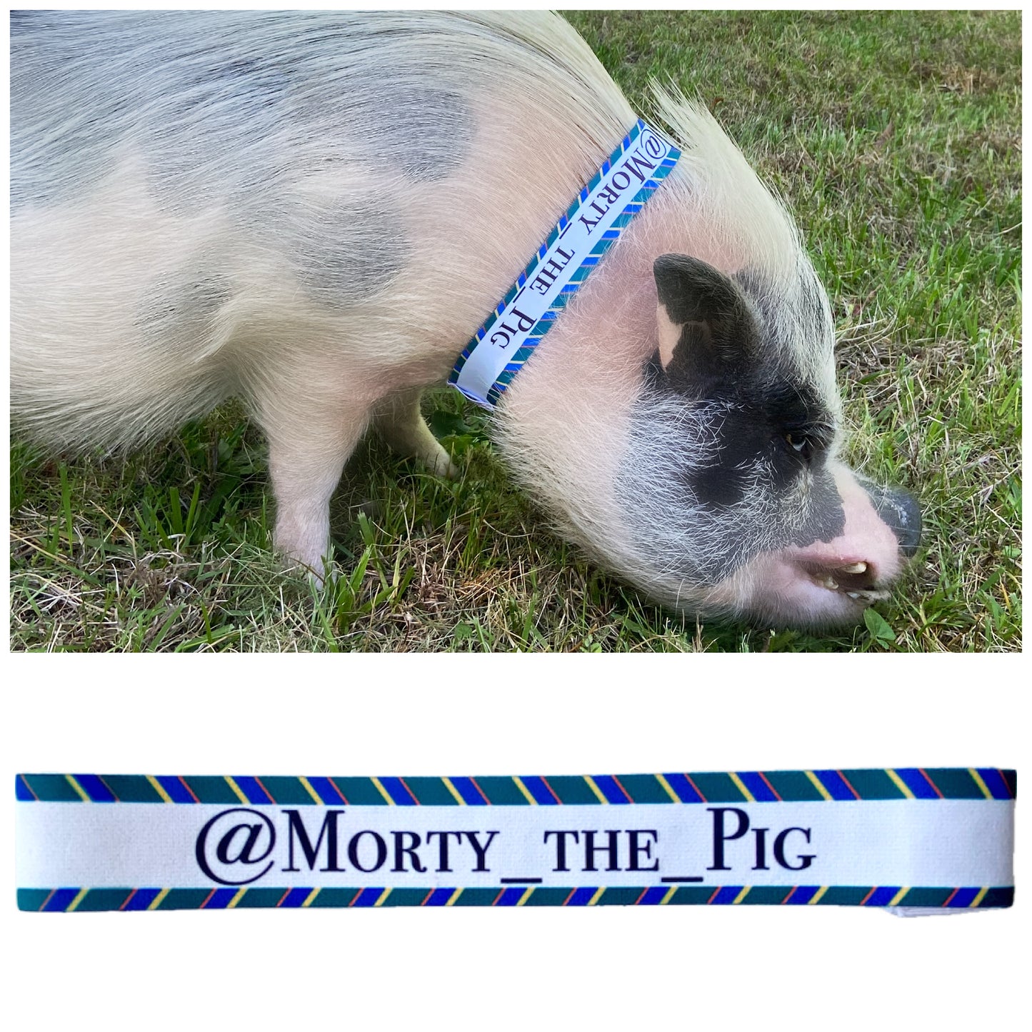 Pet Pig Collar Elastic Name Tag - Customize Your Saying, Personalized Info, Sublimated Neckband
