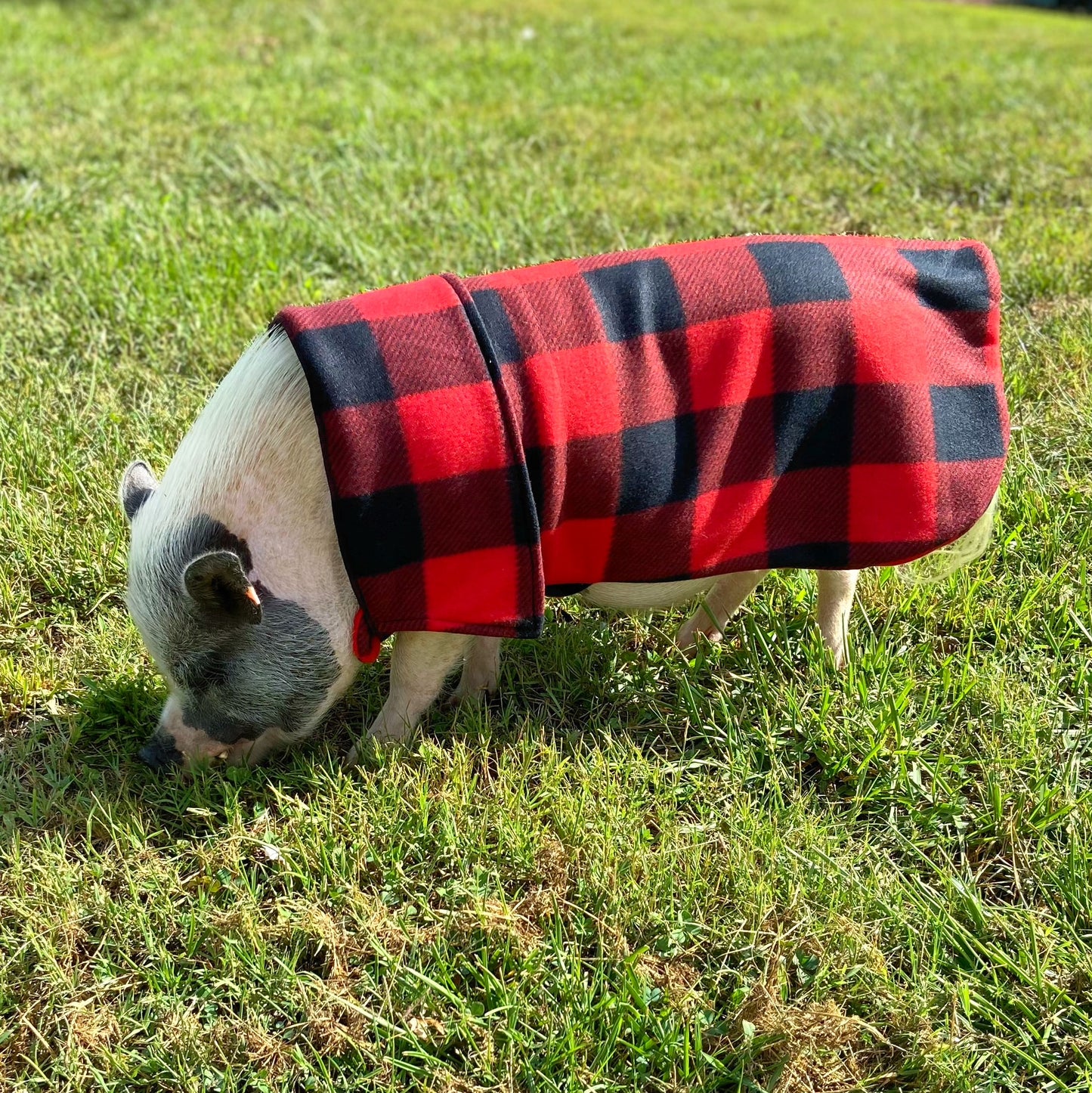Cozy Collar Sweater Fleece Strap Double Layer Coat with Leash Hole - Mini Pig Clothes, Warm Winter Jacket, Shirt, Clothing for Potbelly Pigs, Hogs, & Boars