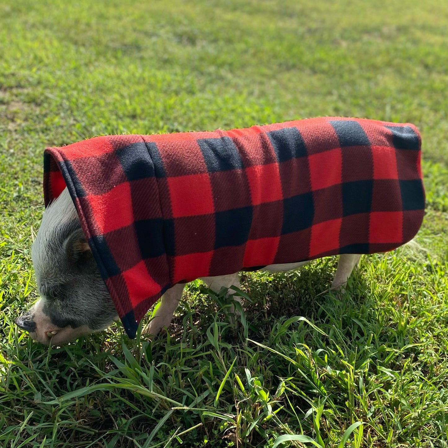 Cozy Collar Sweater Fleece Strap Double Layer Coat with Leash Hole - Mini Pig Clothes, Warm Winter Jacket, Shirt, Clothing for Potbelly Pigs, Hogs, & Boars