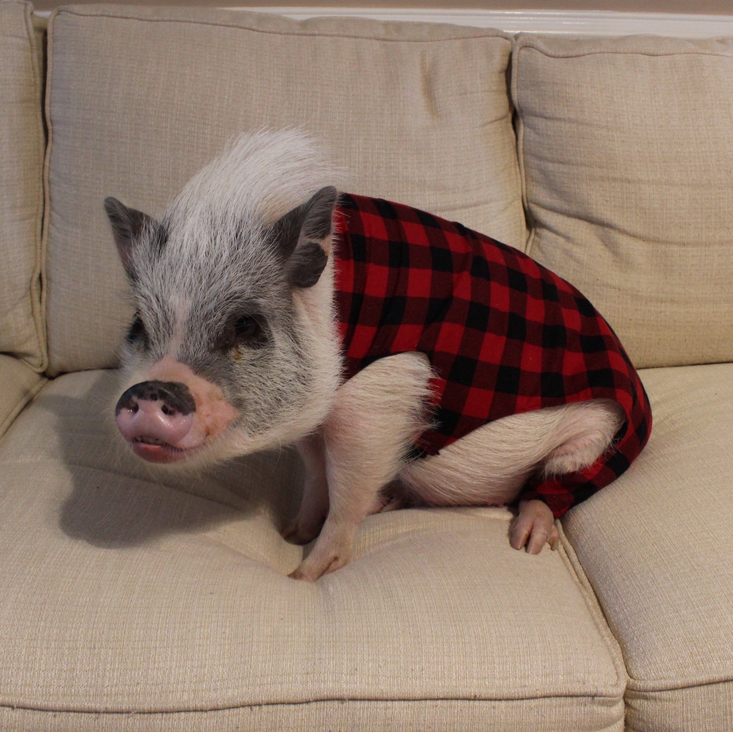 Holiday Pig Pajamas, Mini Pig Clothes